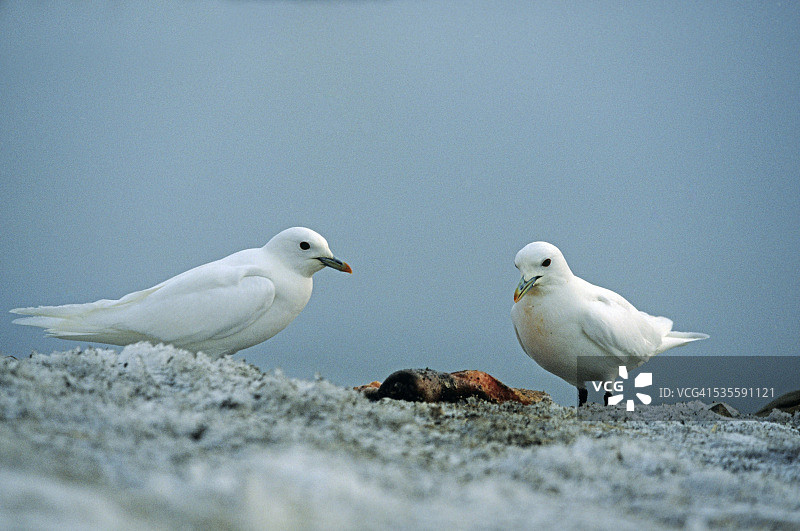两只海鸥图片素材