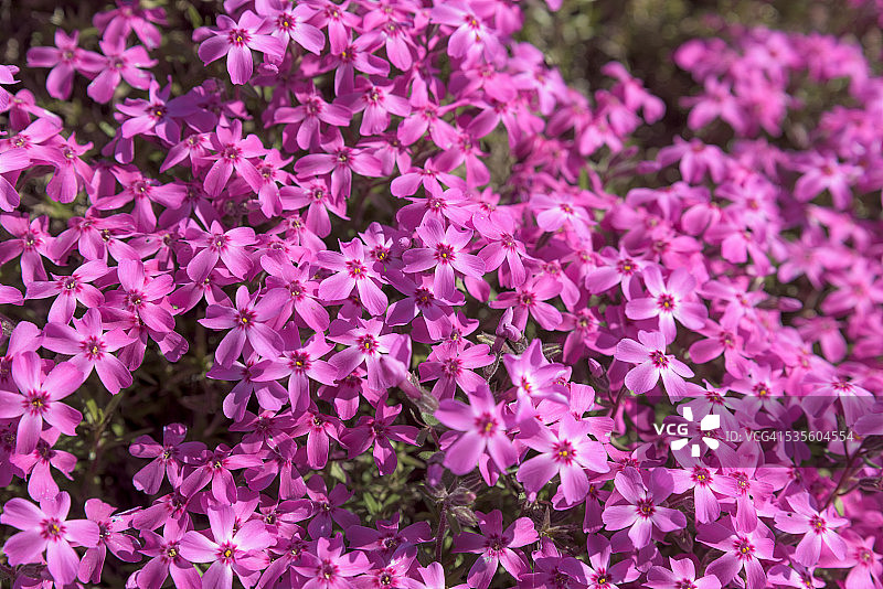 春季日本北海道的盛开的芝樱图片素材