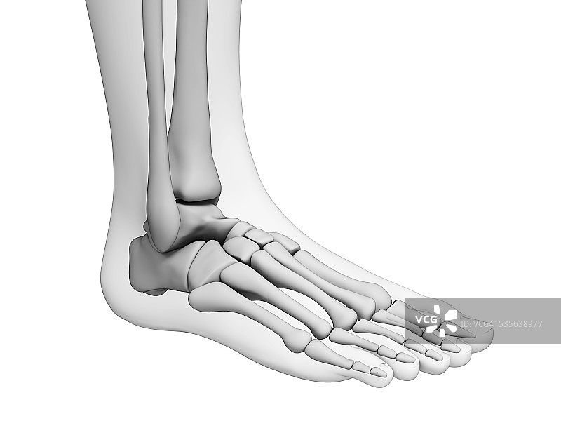 人类足骨艺术图图片素材