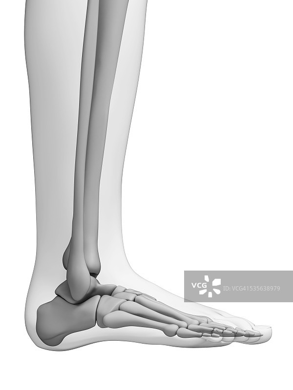 人类足骨艺术图图片素材