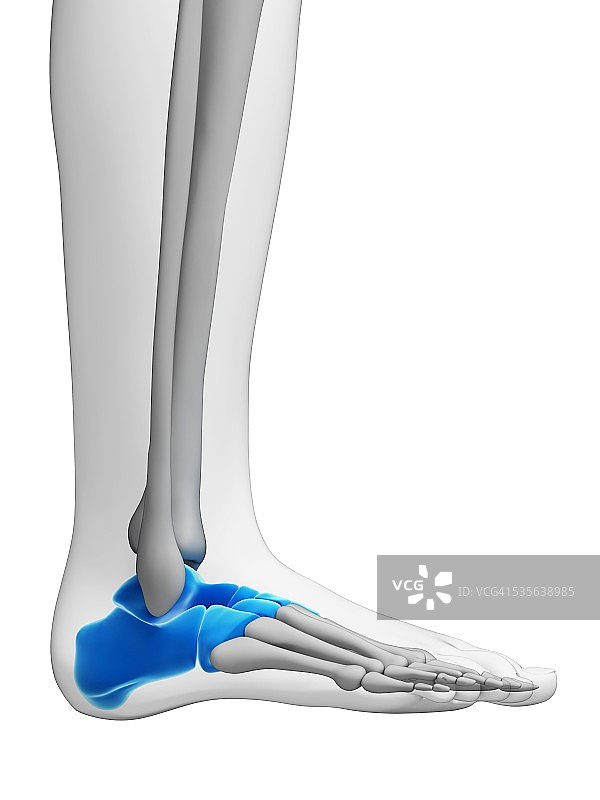 人类足骨艺术图图片素材