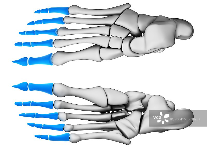 人类足骨艺术图图片素材
