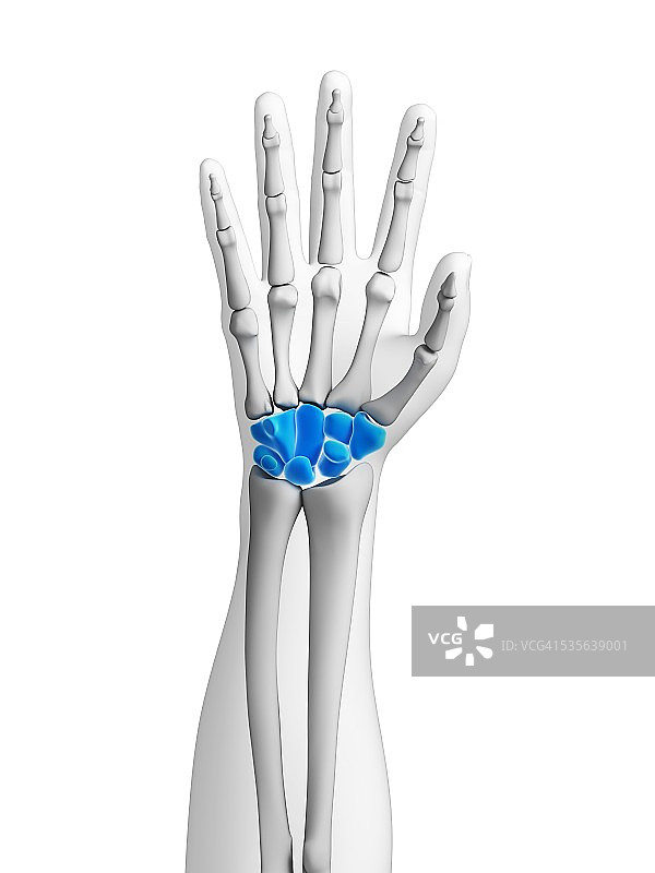 人体手部骨骼艺术图片素材