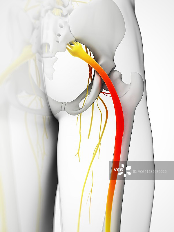 人类坐骨神经解剖图图片素材