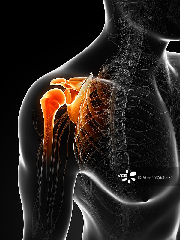 人类肩胛骨图片素材