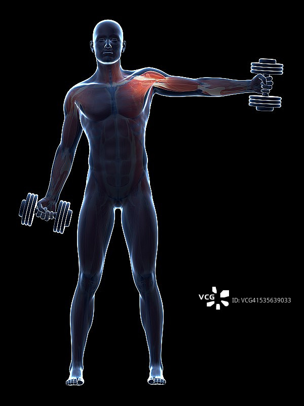 举重运动员的肌肉系统图片素材