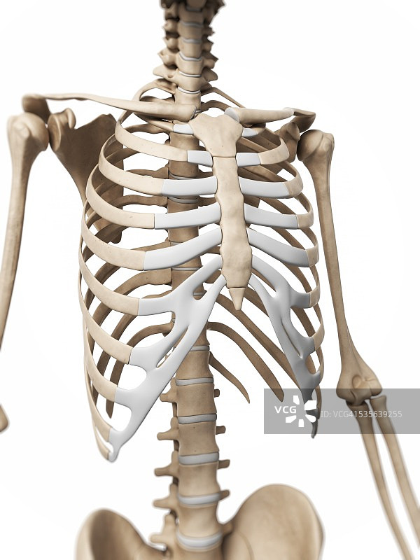 人体胸腔艺术图图片素材