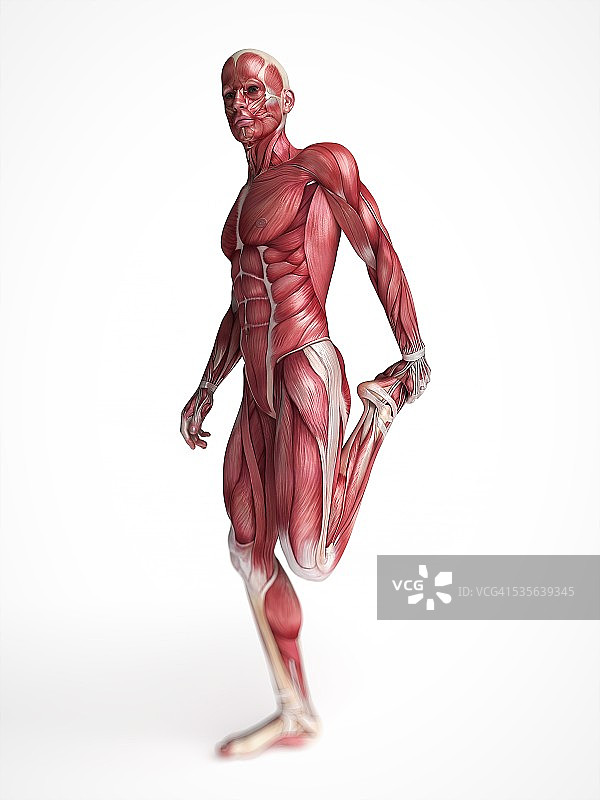 人体肌肉系统艺术作品图片素材
