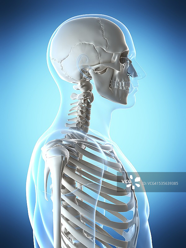 人类头骨和肋骨艺术作品图片素材