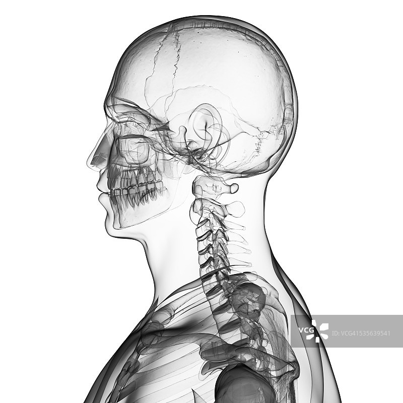 人类颅骨和颈部艺术图图片素材