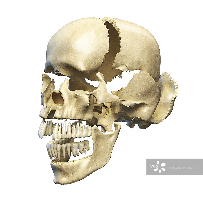 人体头骨剖面图图片素材