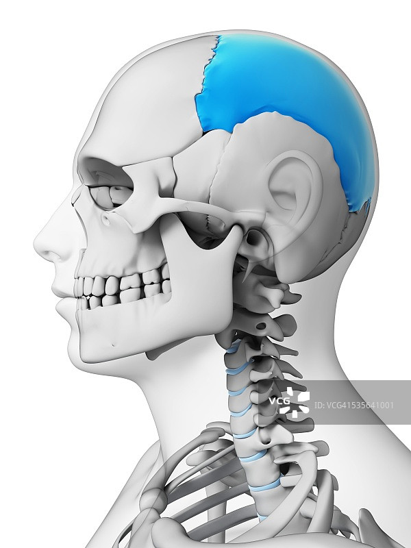 人类的头骨,插图图片素材
