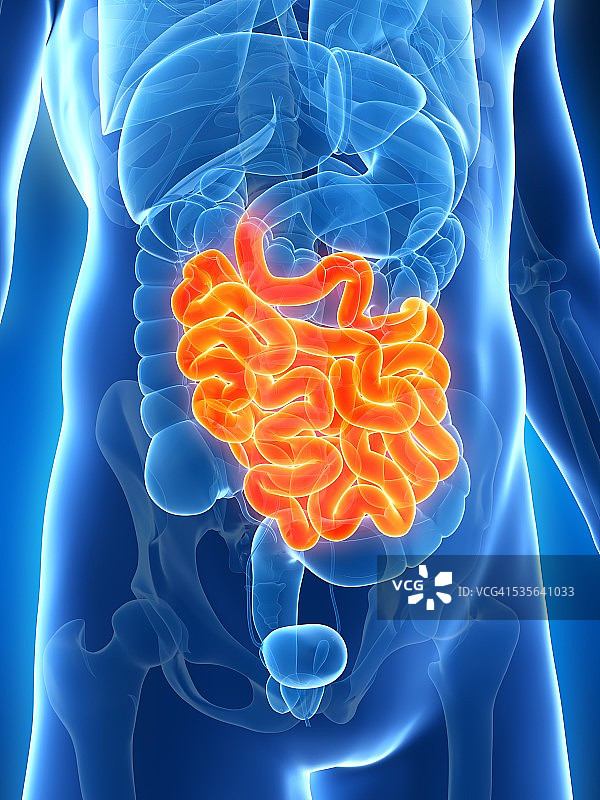 人类小肠，图示图片素材