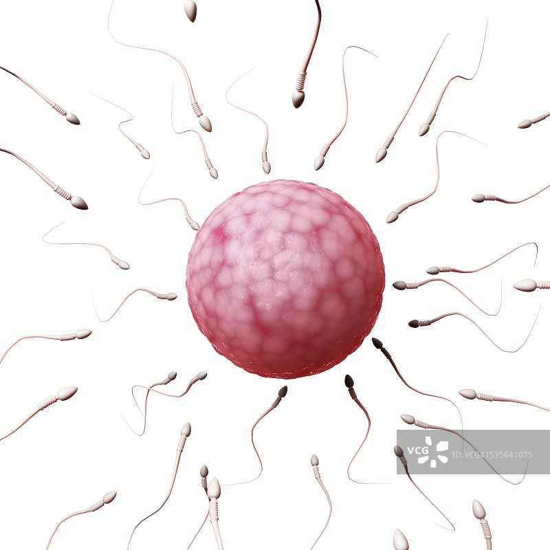 人类精子和卵子插画图片素材