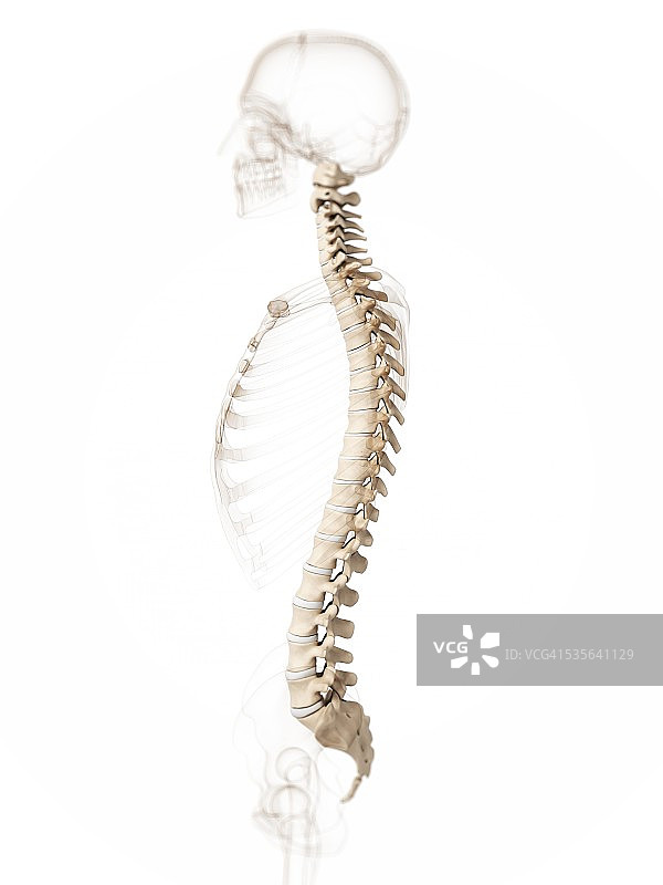 人类的脊椎,插图图片素材