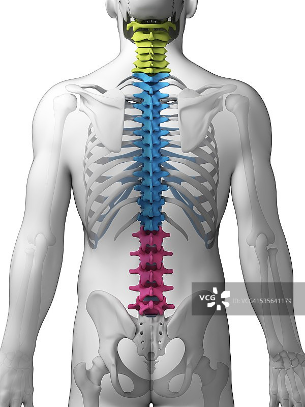 人类的脊椎,插图图片素材