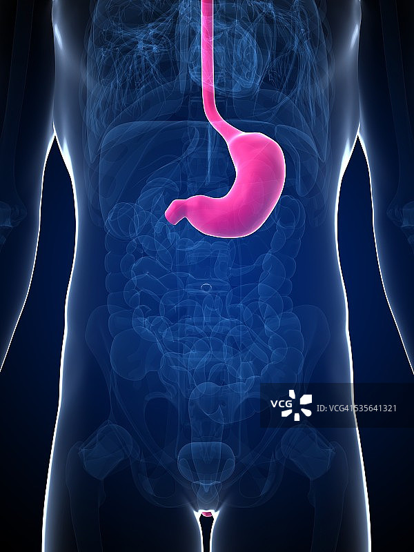 人类的胃,插图图片素材
