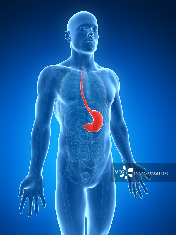 人类的胃,插图图片素材