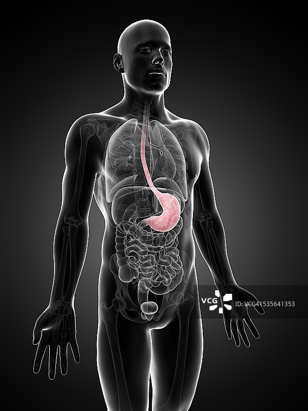 人类的胃,插图图片素材