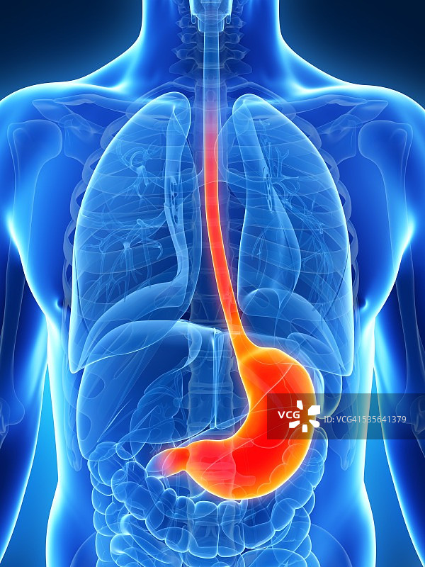 人类的胃,插图图片素材