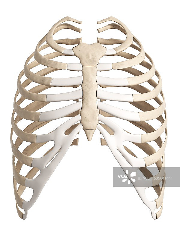 人体肋骨图片素材