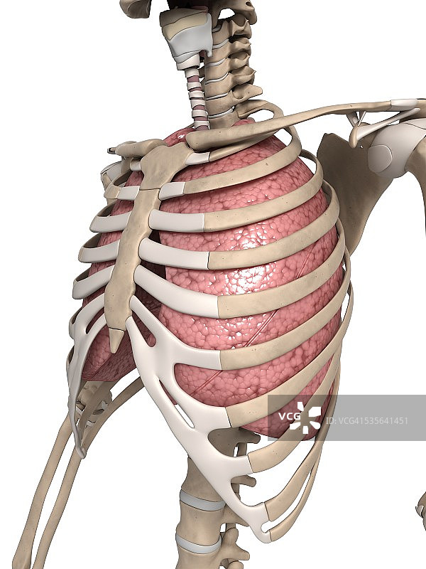 带肋骨的人体肺部插图图片素材