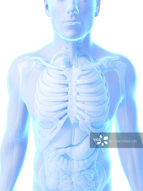 人体解剖学、插图图片素材