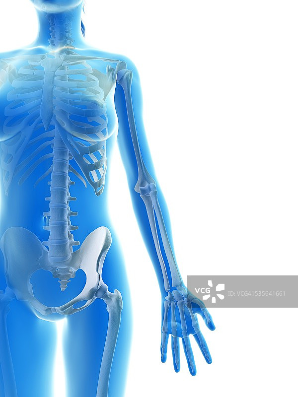 人类手臂骨骼插图图片素材