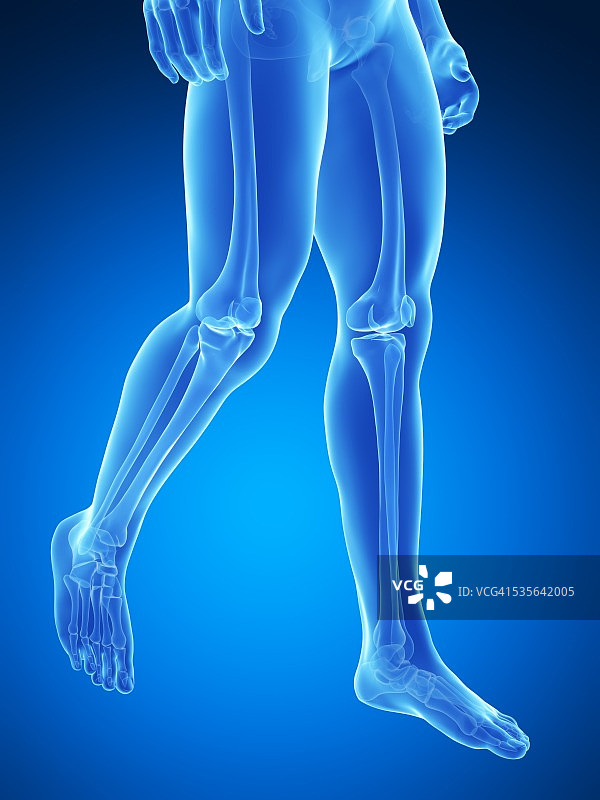 人类腿骨插图图片素材