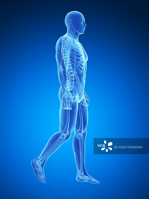 人体骨骼系统，插图图片素材