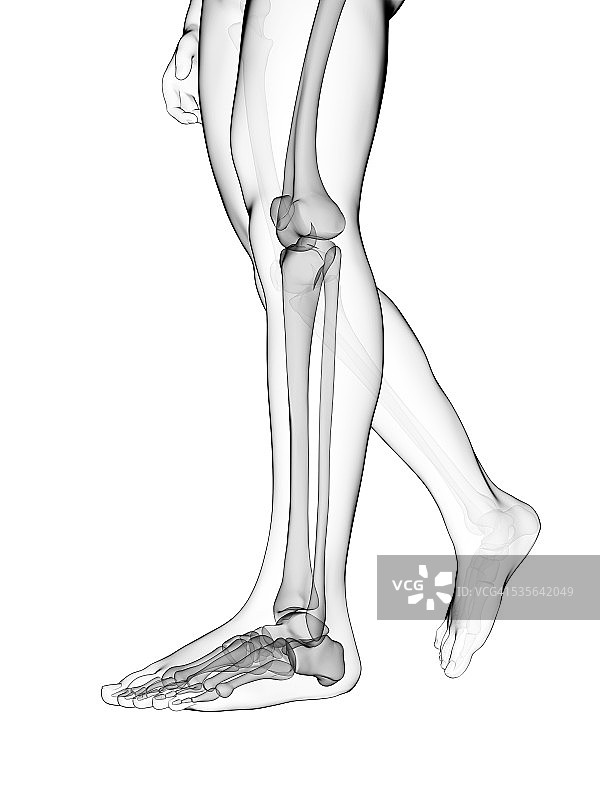 人类腿骨插图图片素材