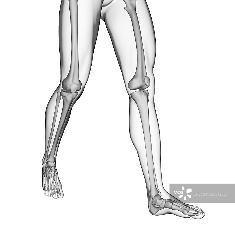 人类腿骨插图图片素材