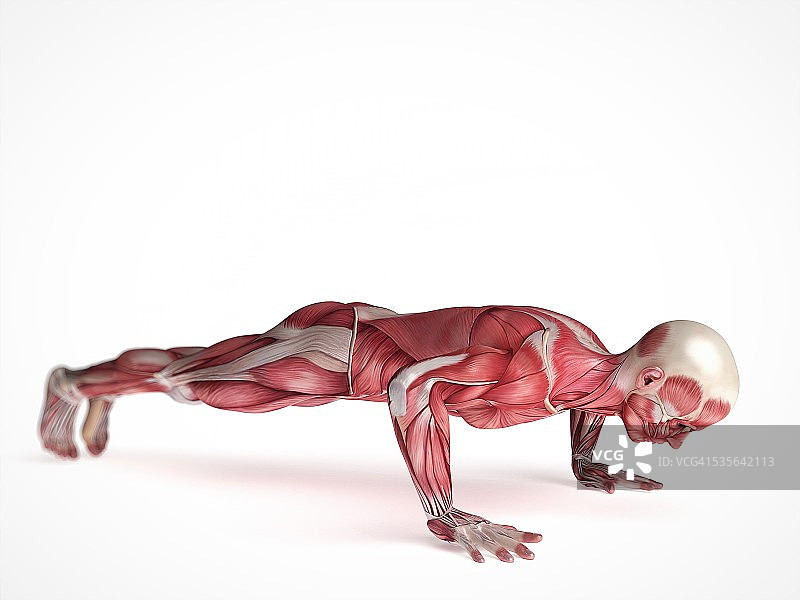 人体肌肉系统插图图片素材