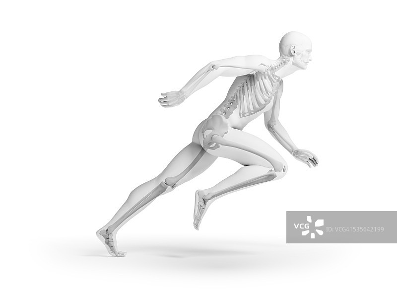 人体骨骼系统，插图图片素材