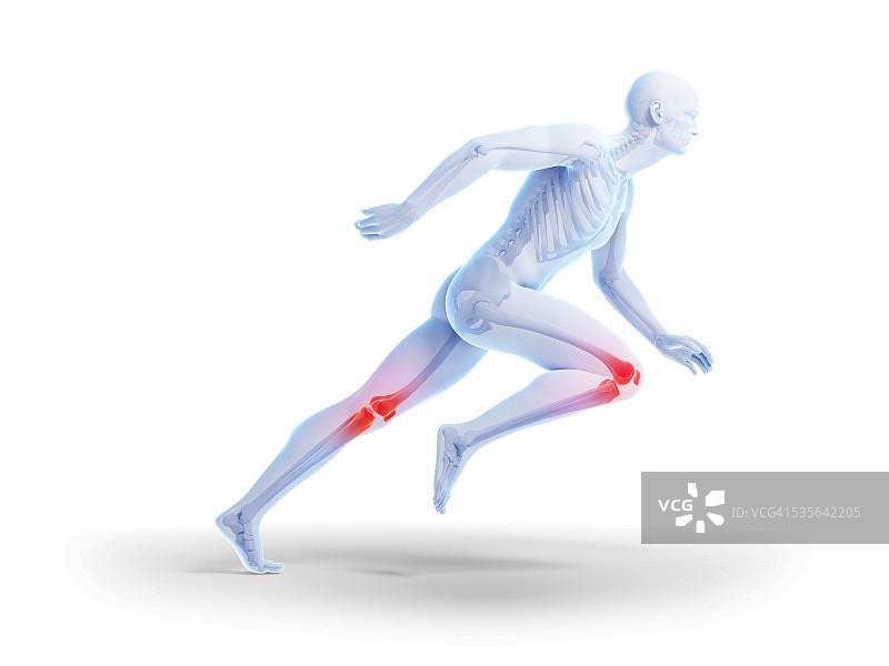 人体膝盖解剖插画图片素材