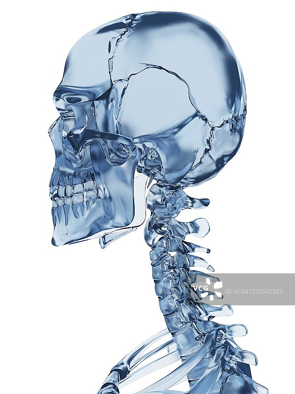 人类颈部骨骼插图图片素材