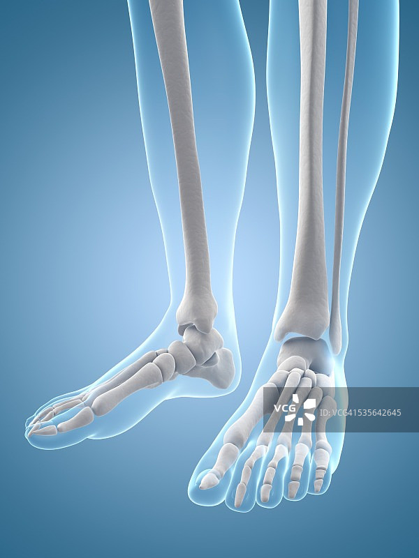 人类足部骨骼插图图片素材