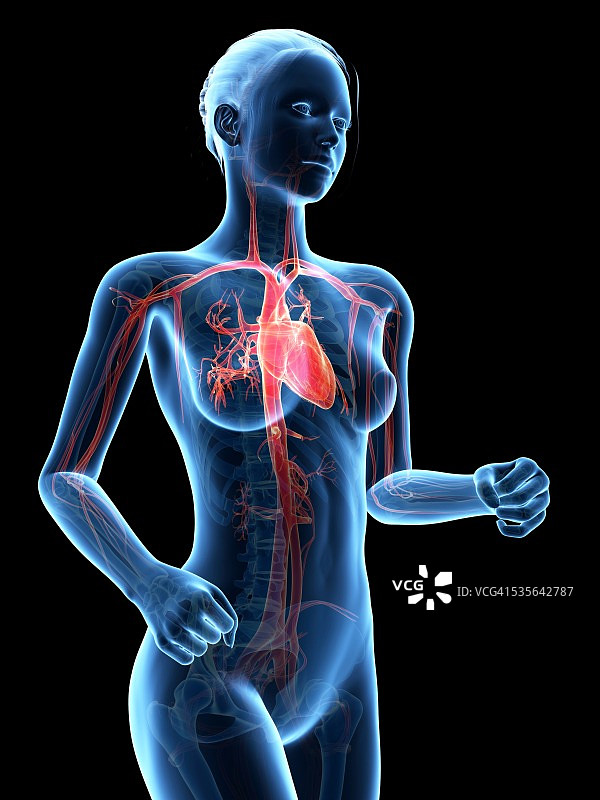 女性血管系统示意图图片素材