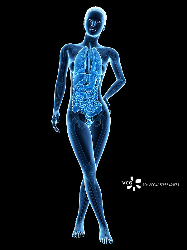 人体解剖学、插图图片素材