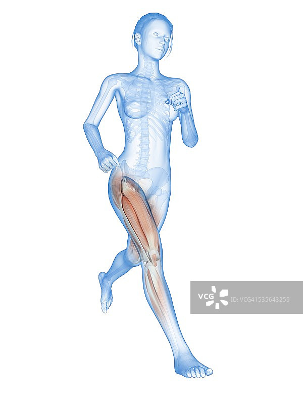 跑步者的肌肉系统，图示图片素材
