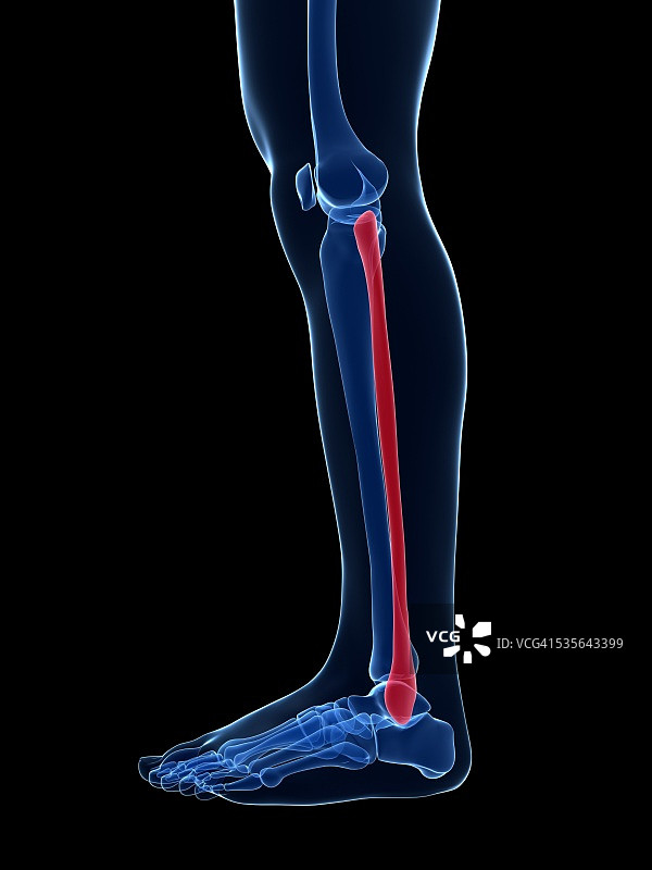 人类腿骨插图图片素材