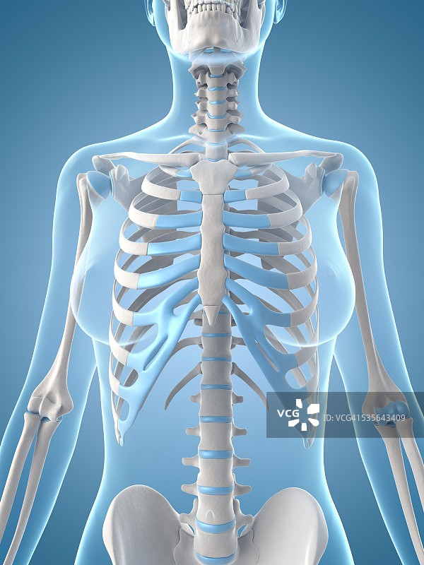 人体肋骨图片素材