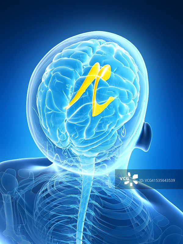 人类大脑、插图图片素材
