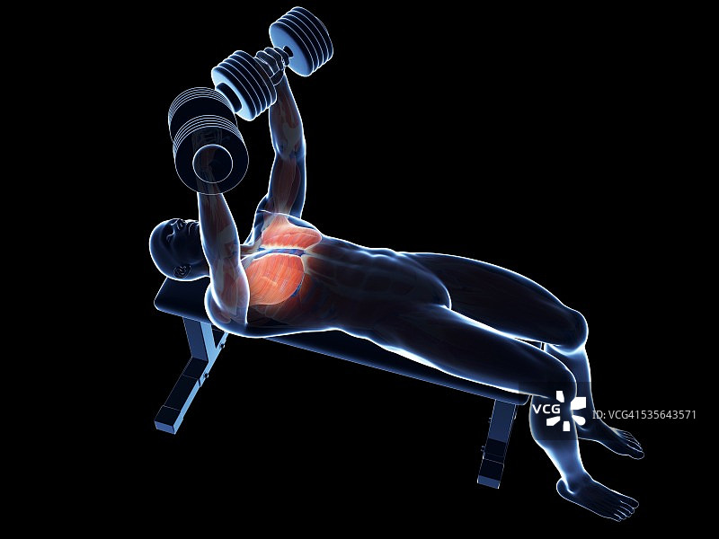 举重运动员的胸肌图片素材