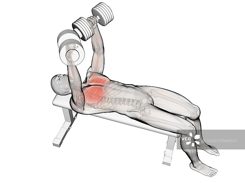举重运动员的胸肌图片素材