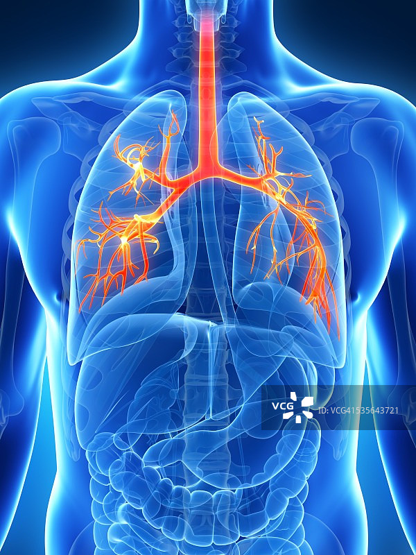 人类肺部插图图片素材