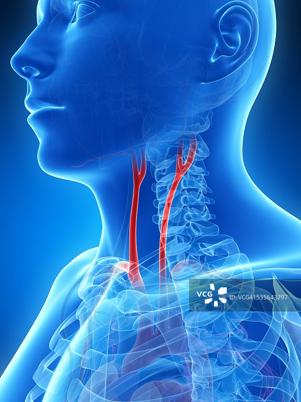 人颈动脉图图片素材