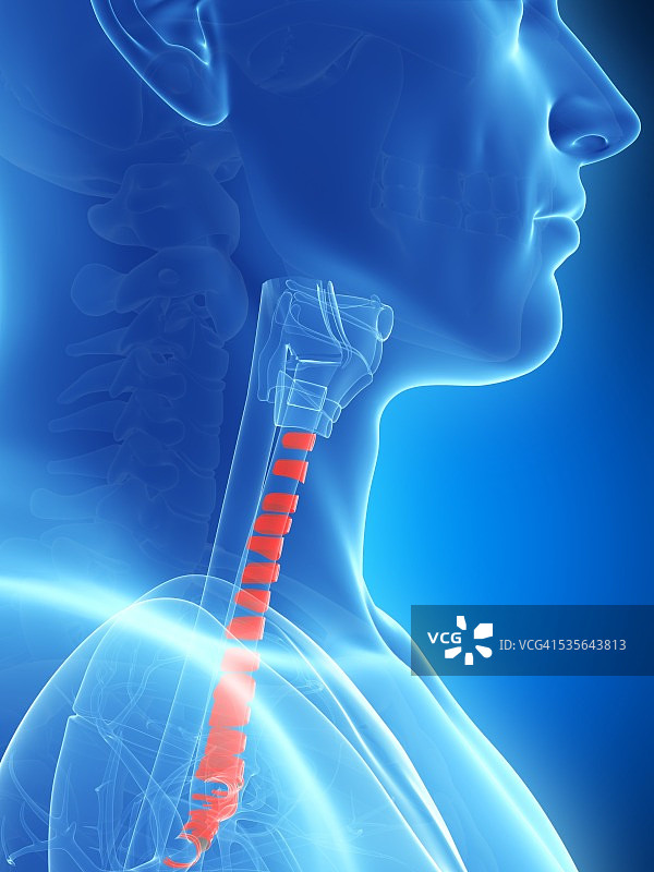 人的气管，图示图片素材