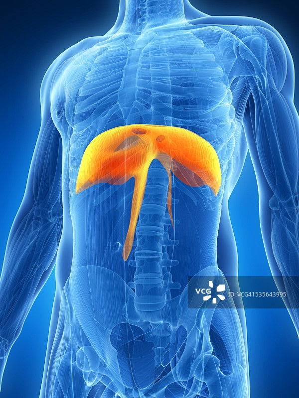 人类膈膜，图示图片素材