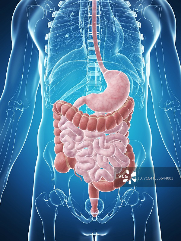 人体消化系统示意图图片素材